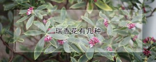 瑞香花有几种,第1图