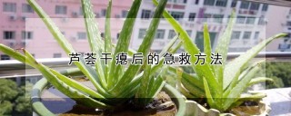 芦荟干瘪后的急救方法,第1图