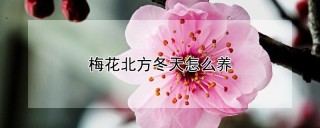 梅花北方冬天怎么养,第1图