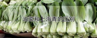 油菜和上海青的区别,第1图