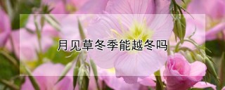 月见草冬季能越冬吗,第1图