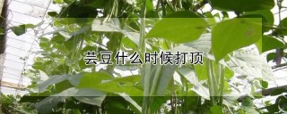 芸豆什么时候打顶,第1图