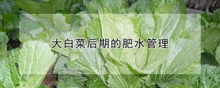 大白菜后期的肥水管理,第1图