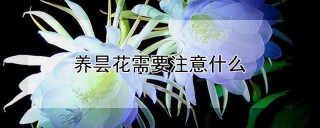 养昙花需要注意什么,第1图