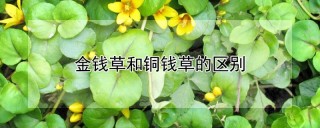 金钱草和铜钱草的区别,第1图