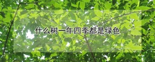 什么树一年四季都是绿色,第1图