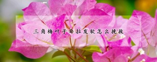 三角梅叶子耷拉发软怎么挽救,第1图