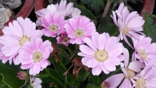 粉色菊花的花语是什么,第1图