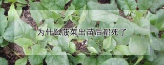 为什么菠菜出苗后都死了,第1图