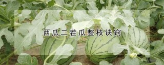 西瓜二茬瓜整枝诀窍,第1图