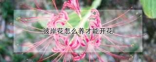 彼岸花怎么养才能开花,第1图