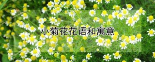 小菊花花语和寓意,第1图