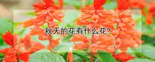 秋天的花有什么花?,第1图