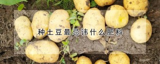 种土豆最忌讳什么肥料,第1图