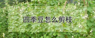 四季豆怎么剪枝,第1图