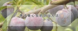 李子食心虫的防治方法,第1图