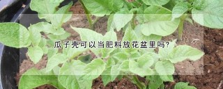 瓜子壳可以当肥料放花盆里吗?,第1图