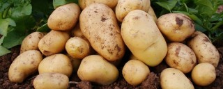 土豆是植物吗,第1图