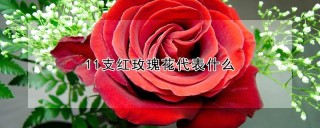 11支红玫瑰花代表什么,第1图