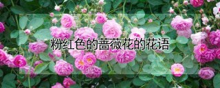 粉红色的蔷薇花的花语,第1图