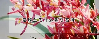 蜜蜂兰为什么吸引蜜蜂,第1图