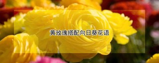 黄玫瑰搭配向日葵花语,第1图