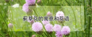 蓟草花的寓意和花语,第1图