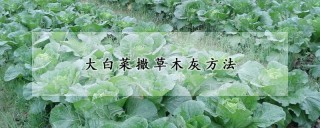 大白菜撒草木灰方法,第1图