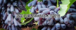 蓝宝石葡萄种植技术与管理,第1图