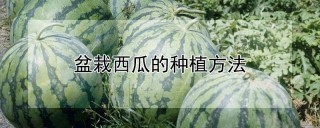 盆栽西瓜的种植方法,第1图