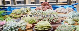 3月份多肉可以露养吗,第1图