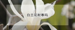 白兰花耐寒吗,第1图