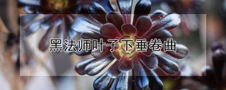 黑法师叶子下垂卷曲,第1图