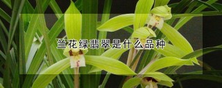 兰花绿翡翠是什么品种,第1图