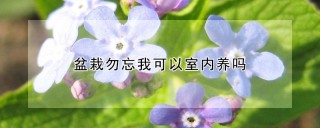 盆栽勿忘我可以室内养吗,第1图