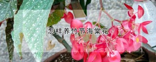 怎样养竹节海棠花,第1图