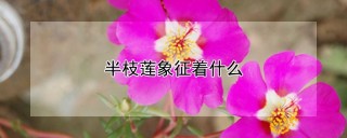 半枝莲象征着什么,第1图