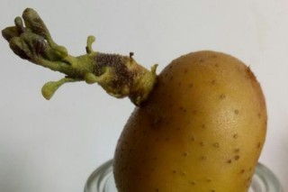 土豆发芽了怎么水培,第2图