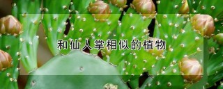 和仙人掌相似的植物,第1图