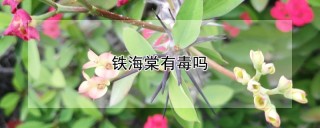 铁海棠有毒吗,第1图