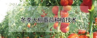 冬季大棚番茄种植技术,第1图