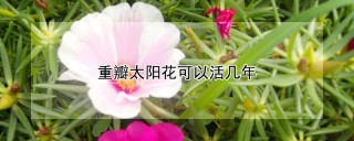 重瓣宫灯长寿花怎么修剪,第1图