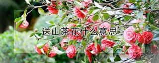 送山茶花什么意思,第1图