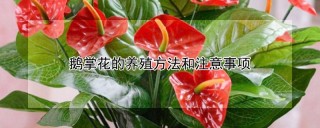 鹅掌花的养殖方法和注意事项,第1图