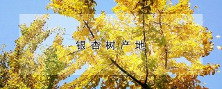 银杏树产地,第1图