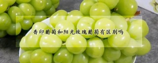 香印葡萄和阳光玫瑰葡萄有区别吗,第1图