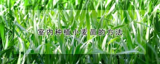 室内种植小麦苗的方法,第1图