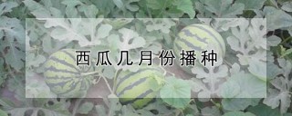 西瓜几月份播种,第1图