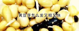 黄豆芽怎么发又粗又快,第1图