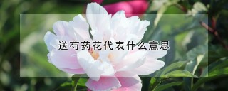 送芍药花代表什么意思,第1图